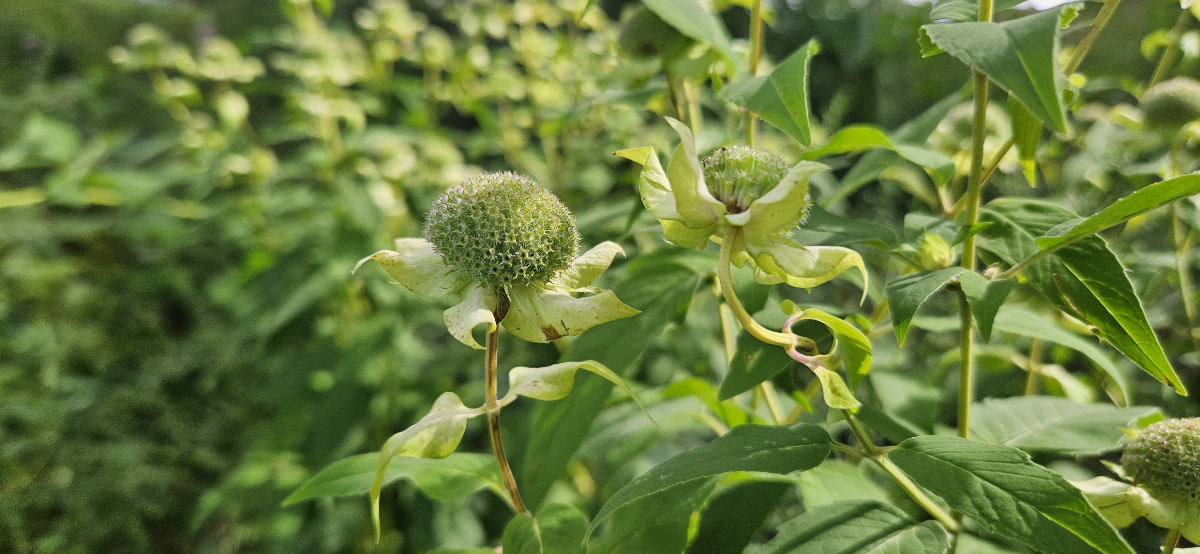 Round green seed heads surrounded by curled, fading petals and lush green foliage.