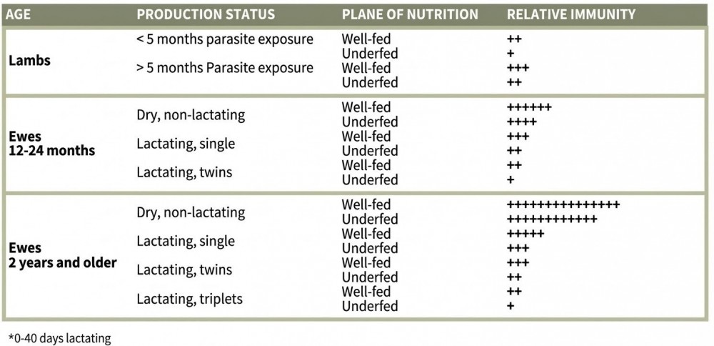Figure 1. This chart shows the interplay between age, stage of production, plane of nutrition, and relative immunity for lambs and ewes. Chart from Ehrhardt, 2024.