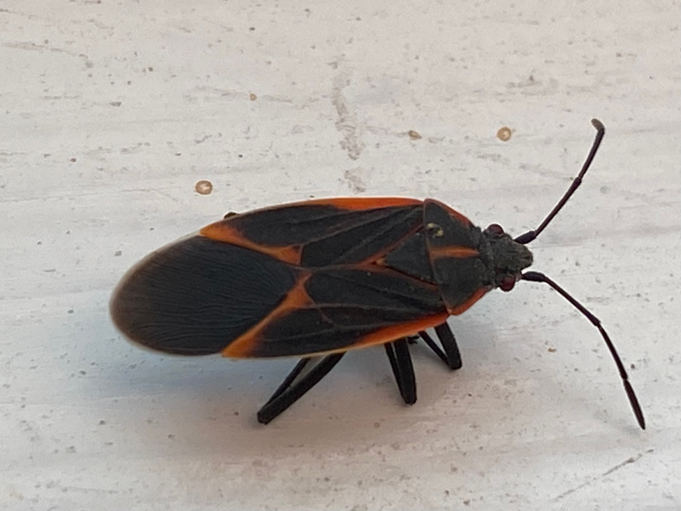 Close-up of a black and orange boxelder bug with long antennae and red markings on its wings, resting on a light-colored, slightly speckled surface.