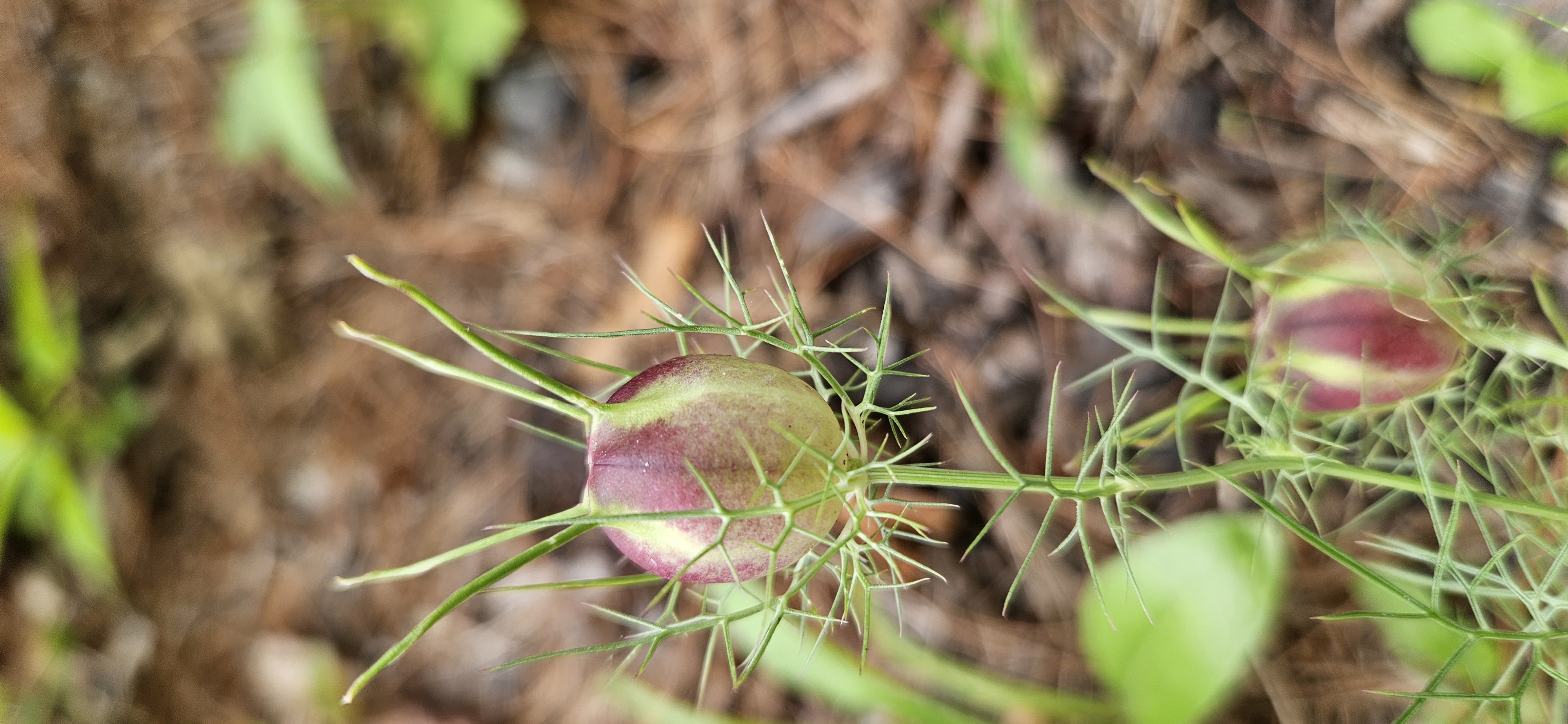 Two striped, balloon shaped love in a mist seed pods surrounded by delicate, feathery green foliage.