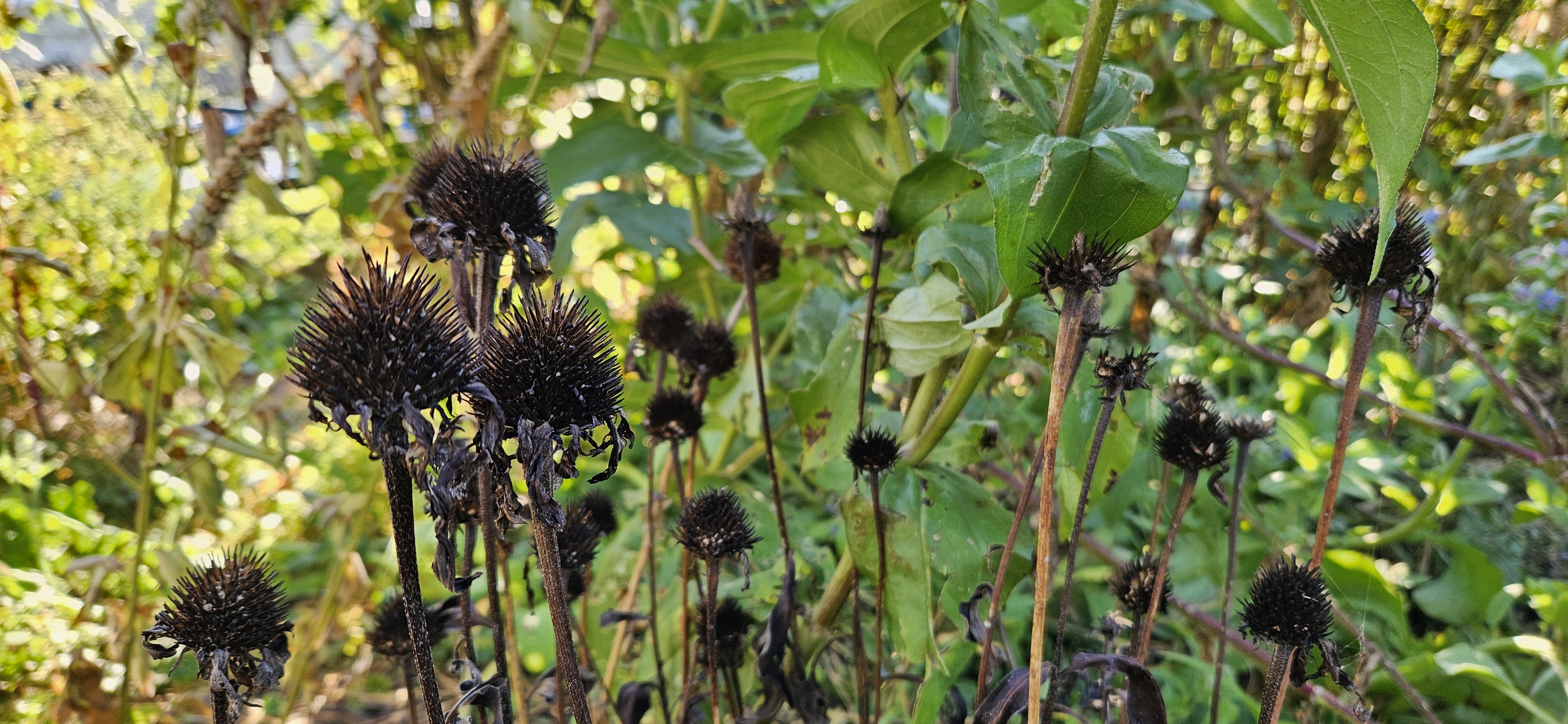Dried coneflower seed heads stand among green leaves in a sunlit garden.