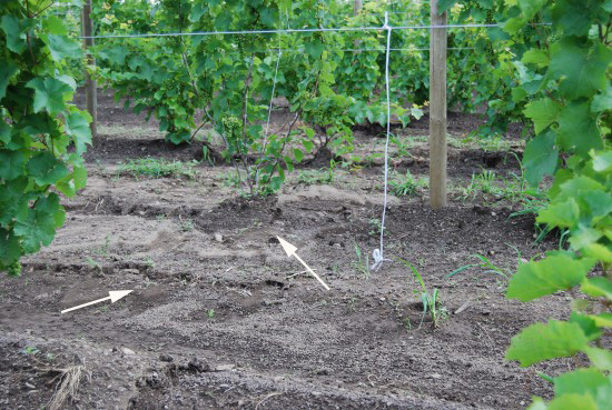 Grape vineyard field design.