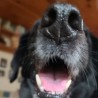 Picture of Shelley Savatgy's Dog