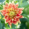 Picture of a Dahlia flower
