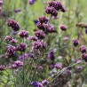 Purple flowers in the Master Gardener's demo garden.