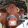 A cow staring at the camera