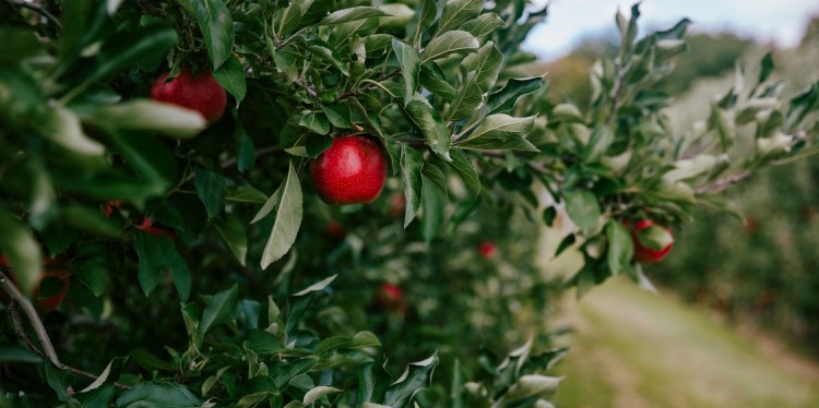 Apple orchard