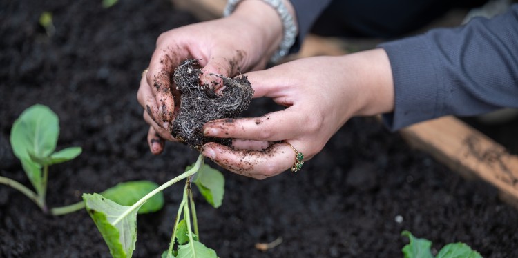 Planting vegetables in a garden.