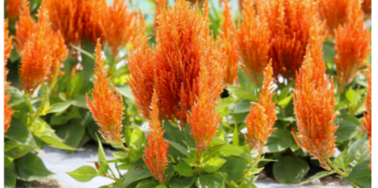 Celosia Look-Fresh plant in bloom.