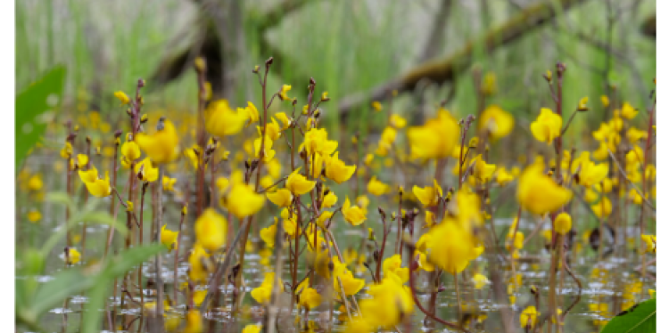 Peat moss in a swamp