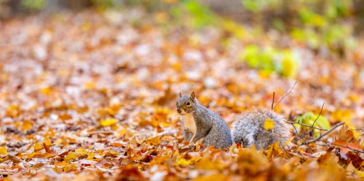 A squirrel wades through a blanket of autumn leaves in Sapsucker Woods.