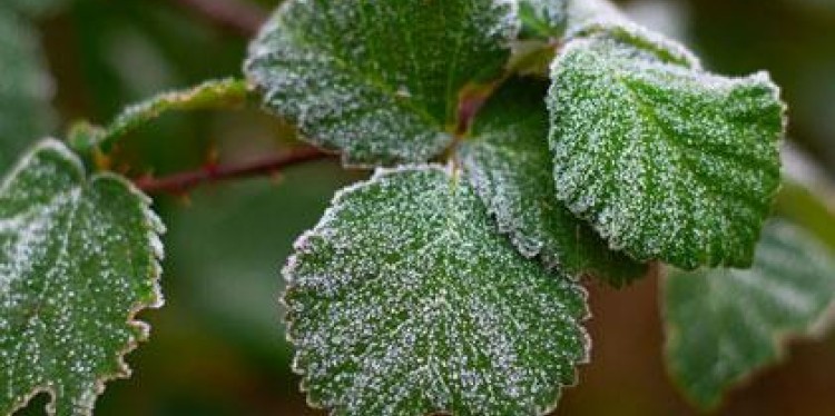 A plant with frost.