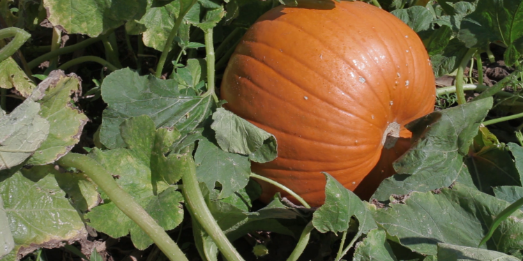 A pumpkin growing in a pumpkin patch.