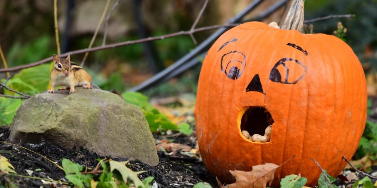 A pumpkin carved for fall. 