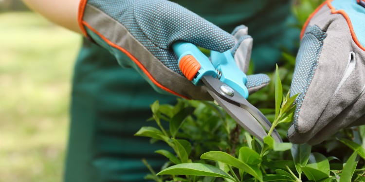 Pruning a garden. 