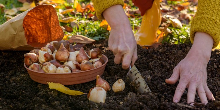 Hands digging in dirt with root vegetables nearby