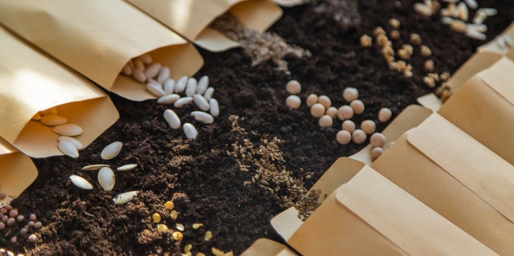 Seed pouches opening up into dirt