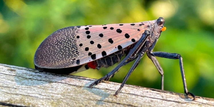 Spotted lanternfly invasive pest on wood