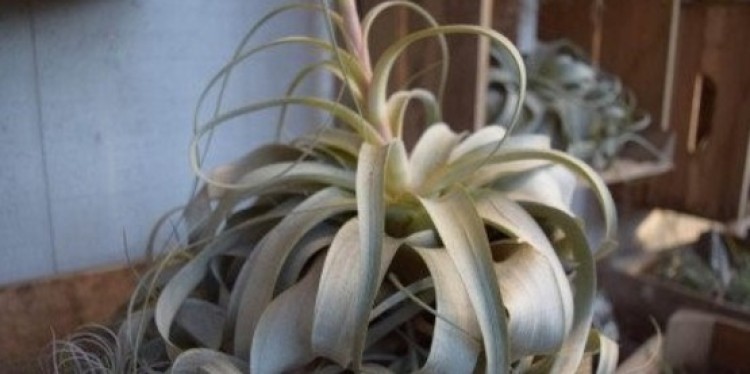 Air Plants