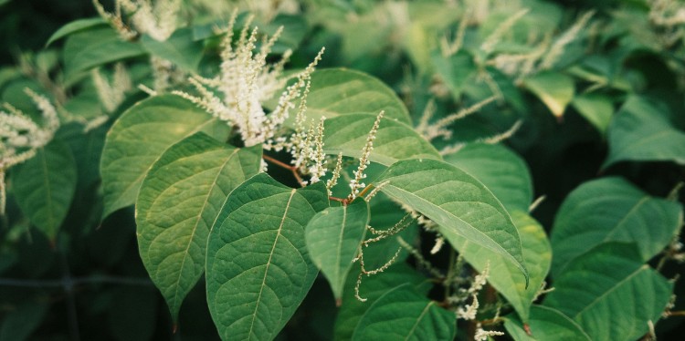 Japanese Knotweed