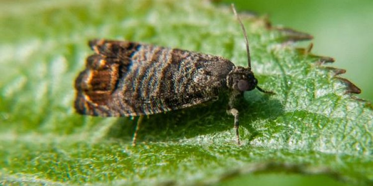 Codling Moth photo by Steve Schoof, NC State 