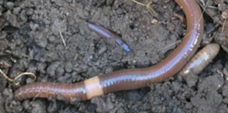 Invasive Asian Jumping Earthworms
