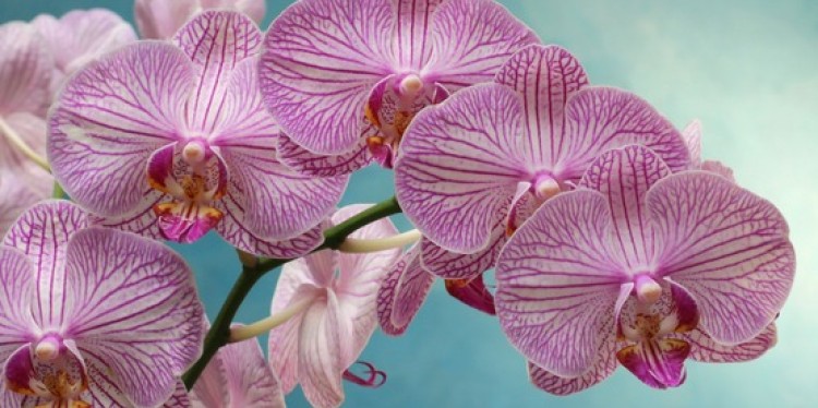 Orchids