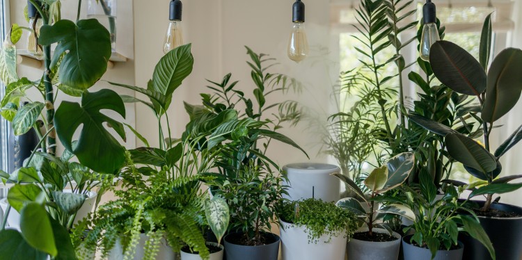 Houseplants