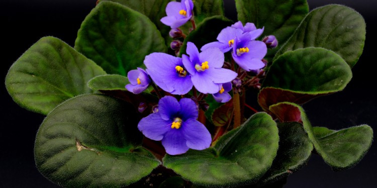 African Violet Plant