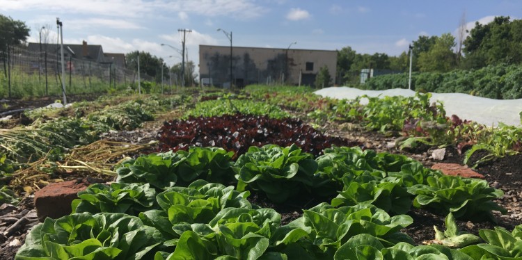 A ground level view of lettuce growing on an urban farm.