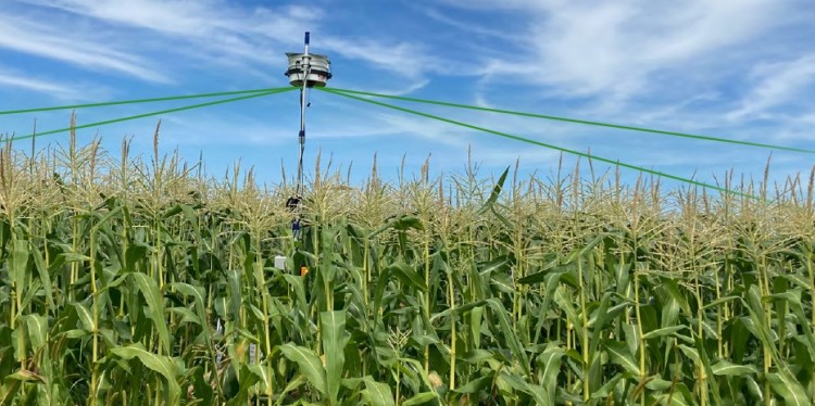 A laser scarecrow mounted on a tall pole extends above a field of sweet corn against a blue cloudy sky. Green laser beams are simulated.