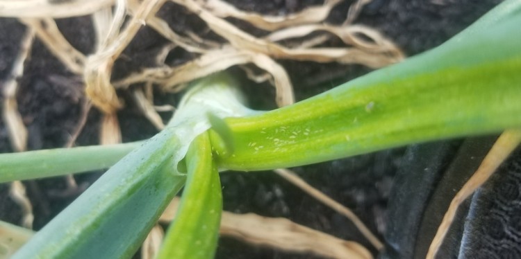 Close up of an onion leaf axil with about 30 tiny yellow thrips larvae.