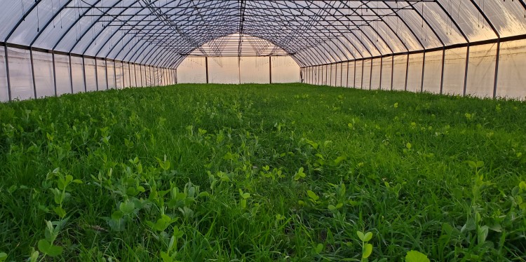 Ground level view, looking the length of a high tunnel, with a cover crop growing in it.