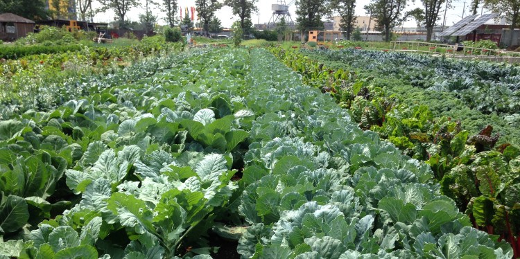 Several densely planted rows of lush green collard plants, bounded on either side by rows of other leafy vegetable crops, stretching into the distance on a large urban farm, with some trees and buildings in the background.