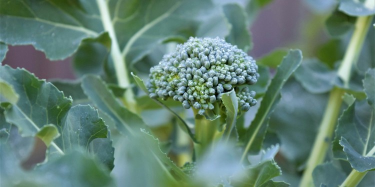 Close-up photo of a broccoli head growing in a garden, surrounded by green leaves and stems with a soft, blurred background. Photo by Ch Photography on Unsplash.