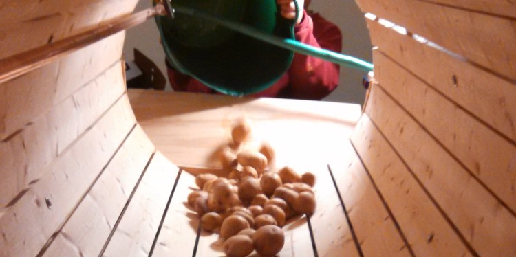 Looking into a wood slatted root barrel washer. At the far end, a man is holding a green bucket that he just dumped potatoes out of into the washer.