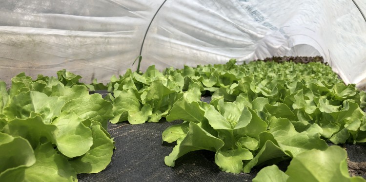 Inside look at lettuce plants growing on black plastic mulch under row cover.
