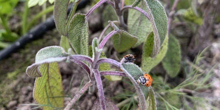 Several lady beetles crawling on leaves.