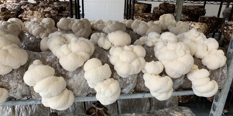 Indoor grow room showing blocks of white mushrooms on racks. 