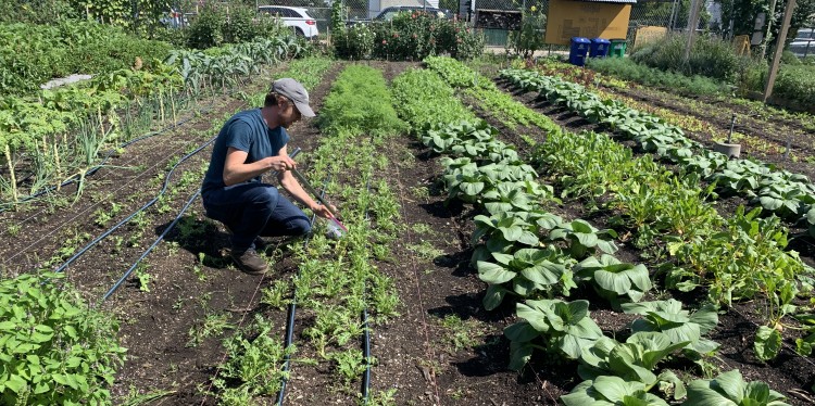 A man crouched down along rows of crops on an urban farm. He is taking a soil sample.
