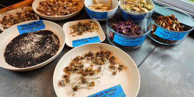 seeds sorted and displayed on paper plates