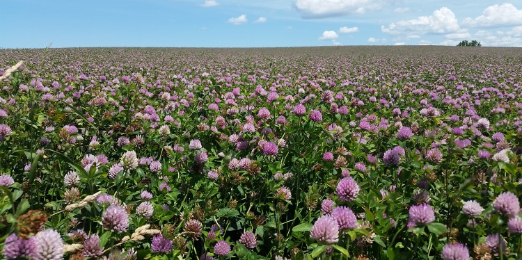Large field of blossoming clover cover crop.