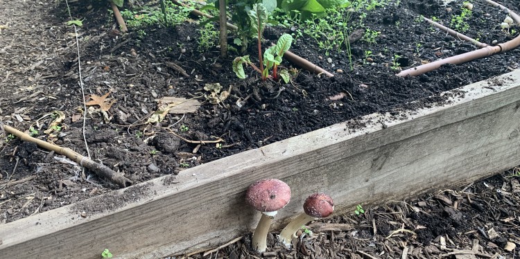 Two wine cap mushrooms growing outside of a planting bed containing vegetables. They are growing on mulch.