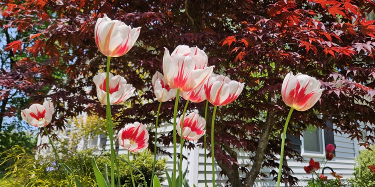 White tulips streaked with red bloom beneath a deep red Japanese maple tree in a sunny garden.