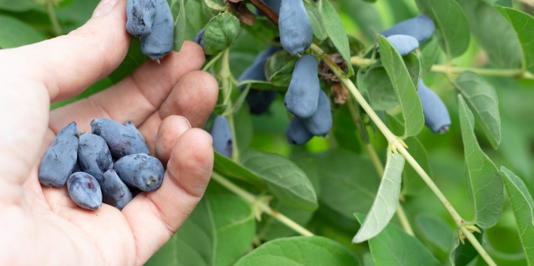 A hand picking haskap berries. A few are in the hand.