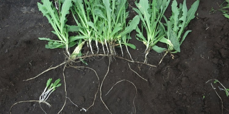 A perennial sowthistle plant laying on dark muck soil. Shoots are emerging from buds with secondary rhizome branches.