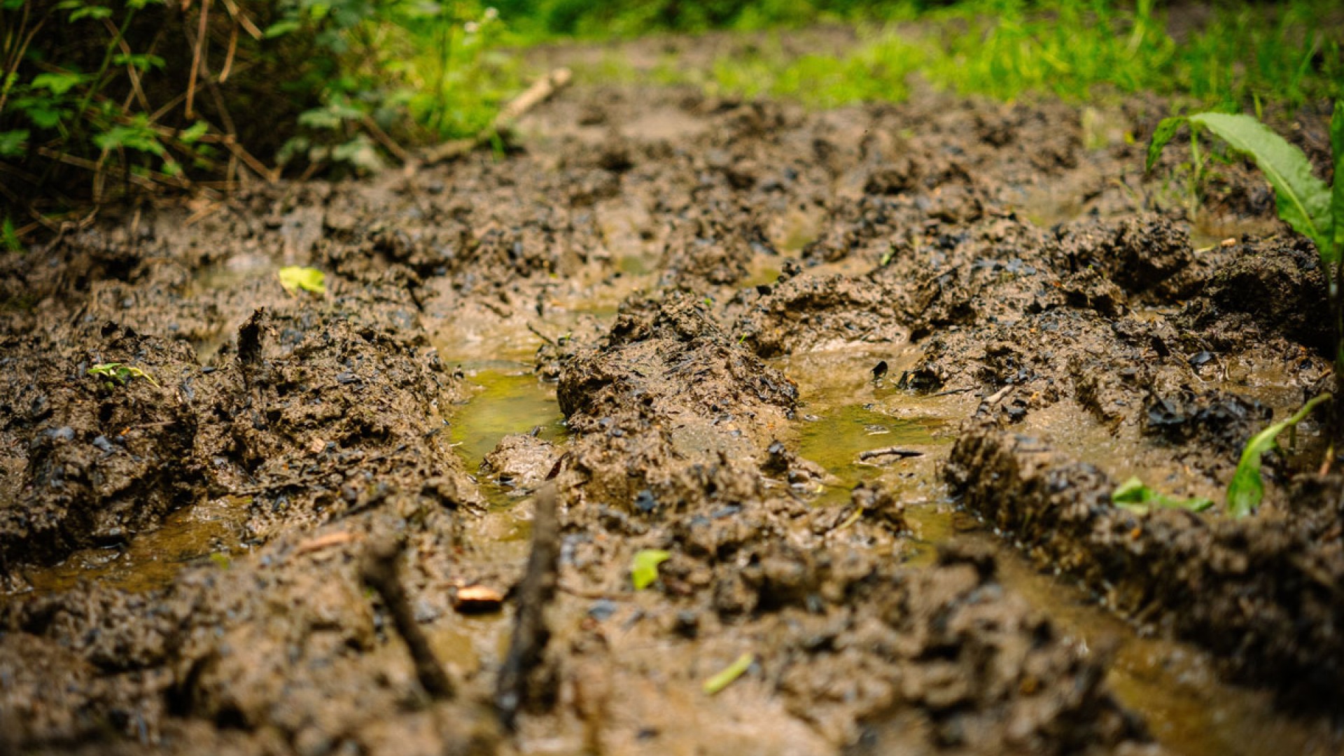 Close-up of a muddy, rutted path with deep tire tracks filled with standing water. The ground is wet and uneven, surrounded by green grass and foliage along the edges, suggesting a wooded or outdoor trail after rain.