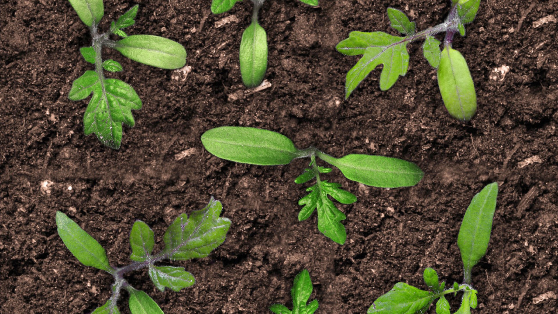 Close-up of several young seedlings growing in dark soil. Each plant shows early development, with smooth oval seed leaves and emerging jagged true leaves, spaced evenly across the frame.