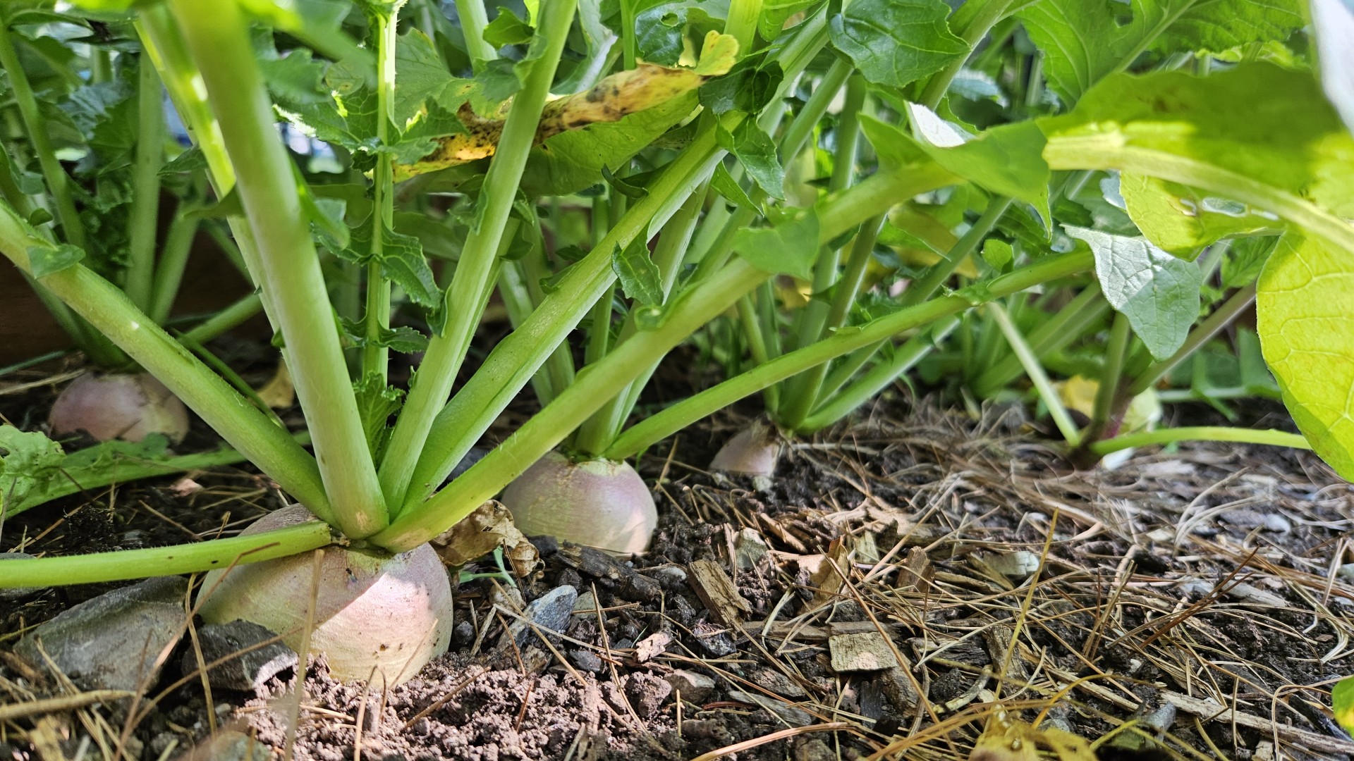 Close-up of several round root vegetables growing in a garden bed beneath dense green leafy tops. The pale pink and white bulbs are partially exposed above the soil, surrounded by mulch, wood chips, and pine needles in bright sunlight.