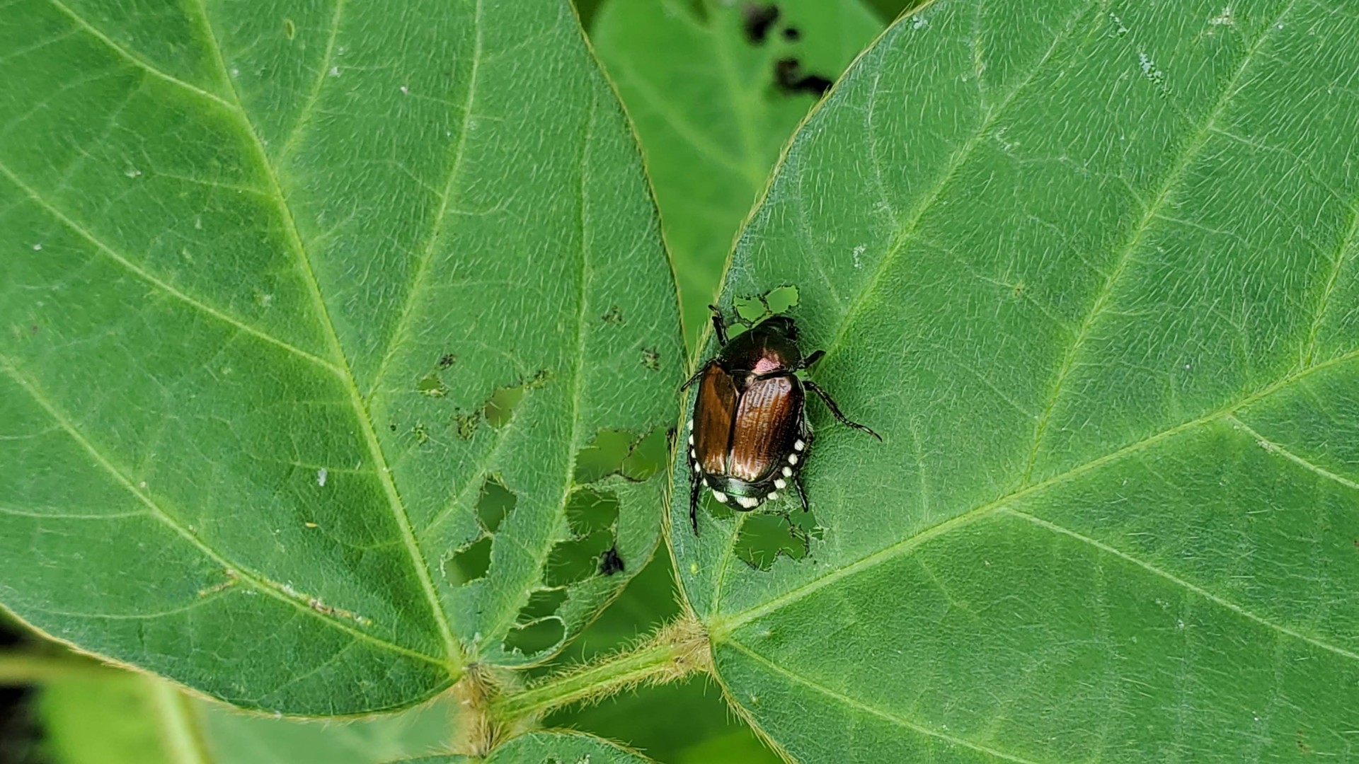Close-up photo of a Japanese beetle with a shiny green head and copper-brown wings feeding on a green leaf with several chew holes. Photo by Lydia Fernandez.